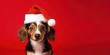 Dog With Santa Claus Hat Isolated On Red Background, Little Dog With Red Hat, Generative AI