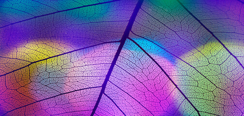 Canvas Print - background from leaf skeleton with veins and cells - macro photograph