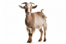 Goat Full Body White Isolated Background AI Generated