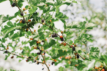 Wall Mural - Mulberry fruit and tree. Black ripe and red unripe mulberries tree on the branch. Fresh and Healthy mulberry fruit.