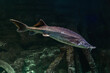 Freshwater fish Kaluga, genus Beluga, sturgeon family