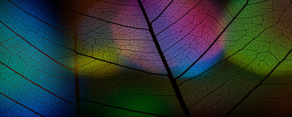 Poster - leaf texture and colored background - art photo