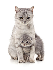 Canvas Print - Gray cat and kitten.