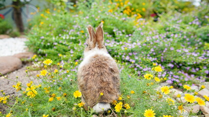 Young rabbit on green grassin nature. Little bunny plays in lawn with fun.a