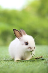 Wall Mural - Cute little rabbit on green grass with natural bokeh as background during spring. Young adorable bunny playing in garden. Lovrely pet at park