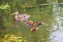A Family Of Ducks, A Duck And Its Little Ducklings Are Swimming In The Water. The Duck Takes Care Of Its Newborn Ducklings. Mallard, Lat. Anas Platyrhynchos