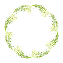 Round Frame Made Of Rice Ears. Border Of Plant Twigs And Leaves For Design. Basmati Wreath