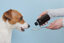 Jack Russell Terrier Dog Taking Medicine, Dog Treatment Concept