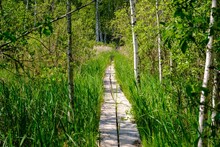 A Wooden Boardwalk Nature Trail That Leads Through The Swamp Landscape. Lush Green Swamp Fauna, Grass