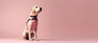 Light-colored Labrador guide dog. Adult purebred dog wearing harness standing sideways isolated on a flat pink background with copy space. Generative AI photo, banner template.