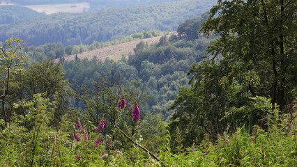 Wall Mural - the green rothaargebirge mountains and hills in germany 4k 30fps video