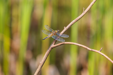 Wall Mural - Dragonfly - Odonata with outstretched wings on a blade of grass. In the background is a beautiful bokeh created by an  lens