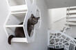 A large british cat sits on a wooden shelf on a white wall in an apartment