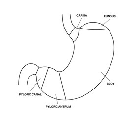 Sticker - Stomach sections diagram