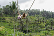 © Julija - Young girl traveller swinging on beautiful rice field Tegallalang, Bali, Indonesia