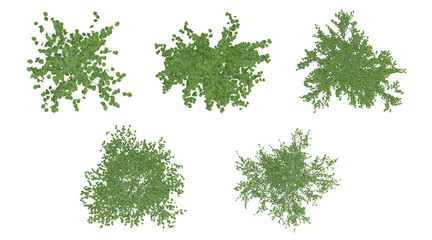 Wall Mural - Set of green trees on top view isolated on transparent background, 2d plants, 3d render illustration.