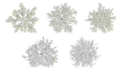 Wall Mural - White trees on top view isolated on transparent background, 2d plants, 3d render illustration.