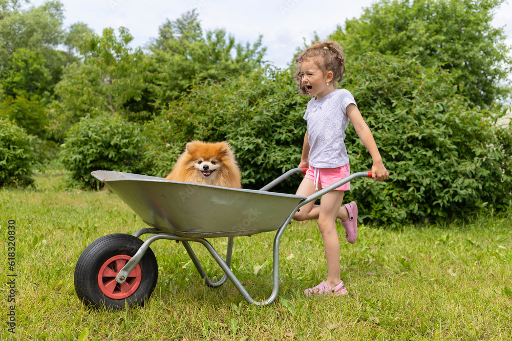 little cheerful girl riding dog in wheelbarrow in garden. active kid game in summer. best friends, owner and pomeranian spitz playing outdoors. happy childhood