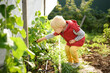 © Maria Sbytova - Little child picks a cucumber from the garden during harvesting in the home garden. Healthy eating for kids.