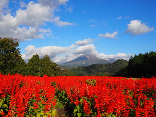 Poster - Tottori Hanakairo Flower Park, Enjoy beautiful flowers and a view of mount Daisen