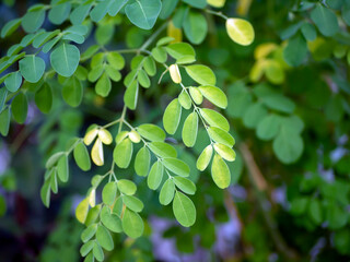 Wall Mural - Kelor or Drumstick tree, Moringa oleifera, green leaves selected focus