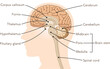 brain、cerebrum、cerebellum、midbrain、pons、medulla、brain stem、illustration