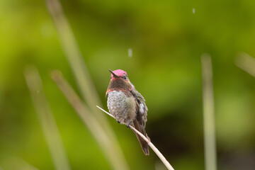 Wall Mural - A male Anna's hummingbird perches on the end of a yucca leaf in soft light from an overcast sky, with raindrops falling around him and a background of out of focus summer greenery. 