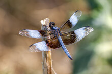 Male Widow Skimmer Dragonfly Resting On A Branch