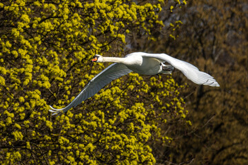 Canvas Print - Mute swan, Cygnus olor flying over a lake in the English Garden in Munich, Germany