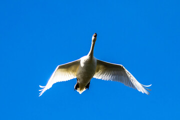 Canvas Print - Mute swan, Cygnus olor flying over a lake in the English Garden in Munich, Germany