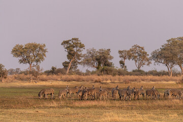 Wall Mural - Telephoto shot of a large herd of Burchell's Plains zebras, Equus quagga burchelli, running on the dry lands of the Okavango Delta, Botswana.