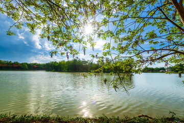 View on beautiful autumn scenery big tree on the pond shore edge in city park among green sedge grass and many trees and daylight  cloudy blue sky the forest naturel background.