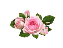 Pink Rose Flowers In A Floral Arrangement Isolated On White Or Transparent Background