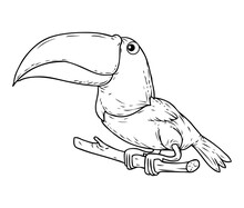 Toucan Bird Sketch Vector Illustration