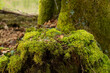 Forest Ground with lot of dosh and moss