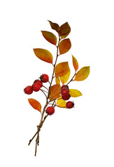 Wall Mural - autumn bouquet from twigs with ginger leaves and red berries isolated on white or transparent backgr