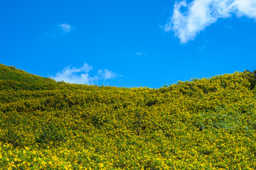 Canvas Print - rapeseed field