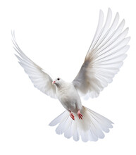 White Dove Isolated On Transparent Background 