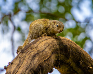 Gambian sun squirrel