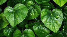 Background Of  Money Plant Leaf , HD, Decorate With Water Drops, Background Wallpaper, Desktop Wallpaper , Generative Ai