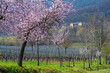 Mandelblüte entlang der sogenannten Mandelmeile bei Edenkoben. Im Hintergrund die Villa Ludwigshöhe.  Region Pfalz im Bundesland Rheinland-Pfalz in Deutschland