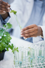 Canvas Print - Hands, plant and scientist in laboratory with test tubes, experiment or research on leaves, growth or agriculture study. Science, biotechnology worker or education studying ecology or climate change