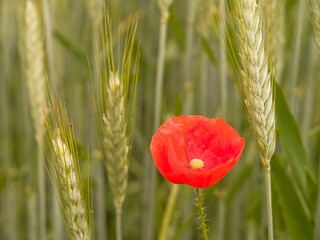 Poster - Vibrant red poppy standing in a sun-dappled barley field.