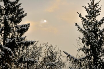 Sticker - With snow covered trees, winter, southern Germany