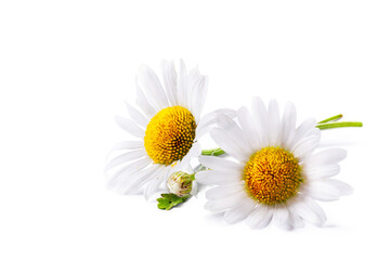fresh chamomile flower collection with real transparent shadow isolated on transparent background; p