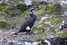 Majestic Great Cormorant Perched On A Rocky Shoreline