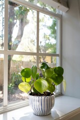 Poster - Close-up of a decorative potted plant on a windowsill next to a window