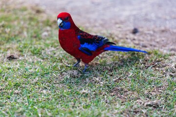 Wall Mural - Bird portrait of Crimson Rosella