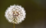 Fototapeta Dmuchawce - White dandelion with its seeds in the wind