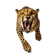 close-up portrait of a wild cheetah, attacks, jumps towards the camera, angry animal grin, isolated